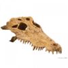 Crocodile Skull – Decor For Terrarium Décor For Reptiles Price In Doha Qatar