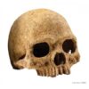 Terrarium Decor – Primate Skull Décor For Reptiles Price In Doha Qatar