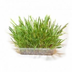 Duvo Cat Grass 100 G : 5413382020576 Price in Doha Qatar