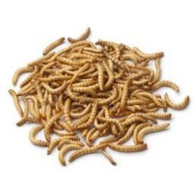 Feeder Mealworms (Bulk Pack 50g) Price In Doha Qatar