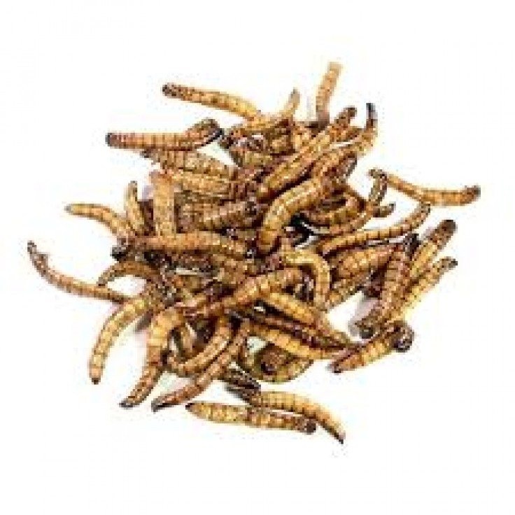 Feeder Mealworms (Bulk Pack 50g) Price In Doha Qatar